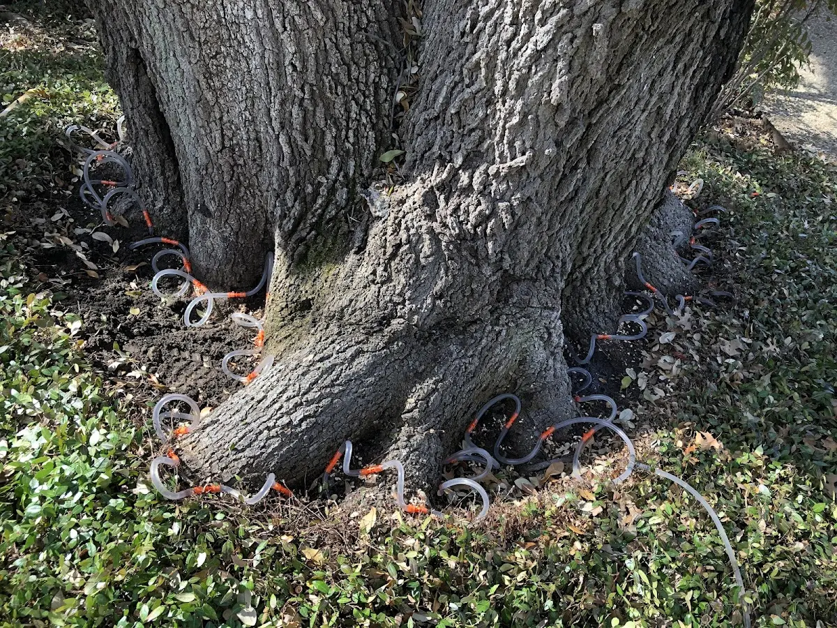 Detailed Tree Cabling and Bracing job site in Ringle