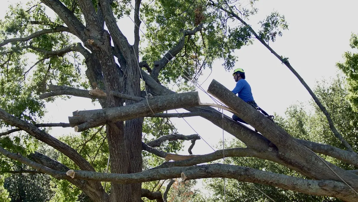 Professional Crown Thinning performed by certified arborists in Ringle